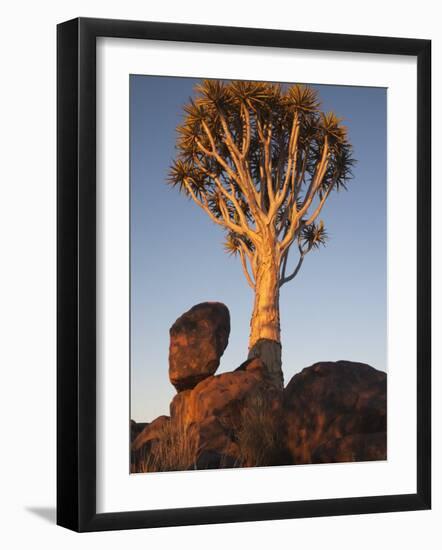 Quiver Tree, Quiver Tree Forest, Keetmanshoop, Namibia, Africa-Ann & Steve Toon-Framed Photographic Print