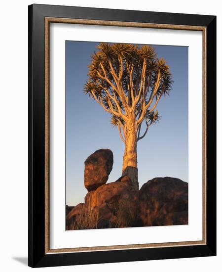 Quiver Tree, Quiver Tree Forest, Keetmanshoop, Namibia, Africa-Ann & Steve Toon-Framed Photographic Print