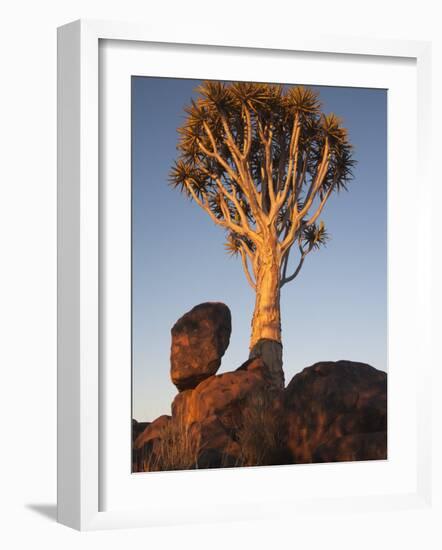 Quiver Tree, Quiver Tree Forest, Keetmanshoop, Namibia, Africa-Ann & Steve Toon-Framed Photographic Print