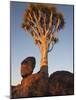 Quiver Tree, Quiver Tree Forest, Keetmanshoop, Namibia, Africa-Ann & Steve Toon-Mounted Photographic Print