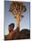 Quiver Tree, Quiver Tree Forest, Keetmanshoop, Namibia, Africa-Ann & Steve Toon-Mounted Photographic Print