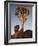 Quiver Tree, Quiver Tree Forest, Keetmanshoop, Namibia, Africa-Ann & Steve Toon-Framed Photographic Print