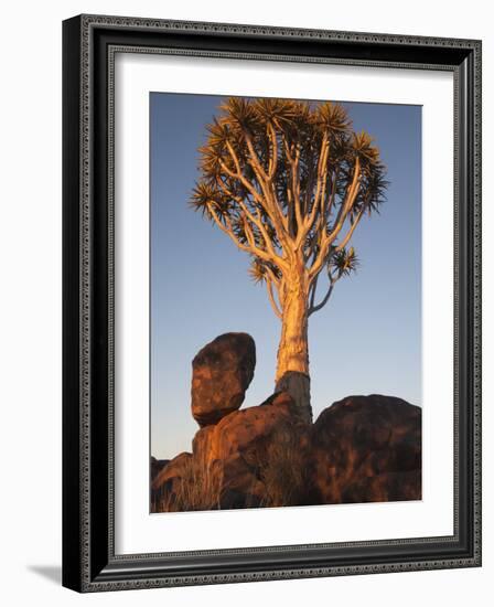 Quiver Tree, Quiver Tree Forest, Keetmanshoop, Namibia, Africa-Ann & Steve Toon-Framed Photographic Print