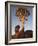 Quiver Tree, Quiver Tree Forest, Keetmanshoop, Namibia, Africa-Ann & Steve Toon-Framed Photographic Print