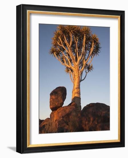 Quiver Tree, Quiver Tree Forest, Keetmanshoop, Namibia, Africa-Ann & Steve Toon-Framed Photographic Print