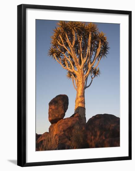 Quiver Tree, Quiver Tree Forest, Keetmanshoop, Namibia, Africa-Ann & Steve Toon-Framed Photographic Print