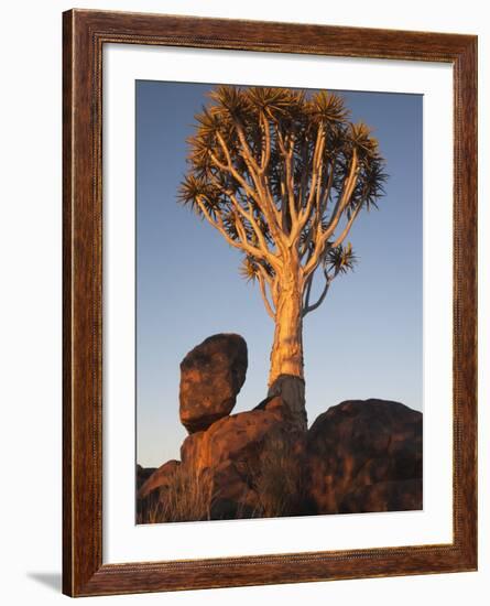Quiver Tree, Quiver Tree Forest, Keetmanshoop, Namibia, Africa-Ann & Steve Toon-Framed Photographic Print