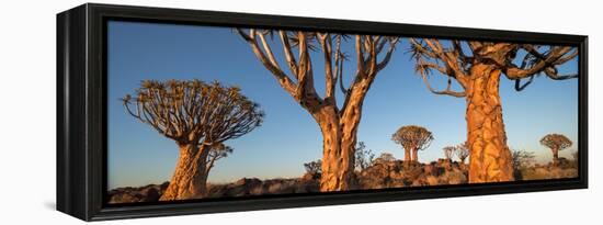 Quiver trees (Aloe dichotoma), Namib Desert, Namibia-Panoramic Images-Framed Premier Image Canvas