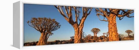 Quiver trees (Aloe dichotoma), Namib Desert, Namibia-Panoramic Images-Framed Premier Image Canvas