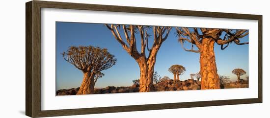 Quiver trees (Aloe dichotoma), Namib Desert, Namibia-Panoramic Images-Framed Photographic Print