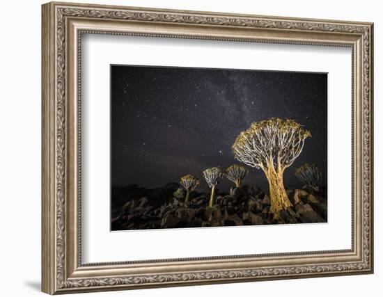 Quiver Trees (Aloe Dichotoma) with the Milky Way at Night, Keetmanshoop, Namibia-Wim van den Heever-Framed Photographic Print