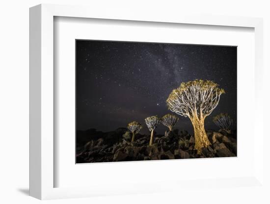 Quiver Trees (Aloe Dichotoma) with the Milky Way at Night, Keetmanshoop, Namibia-Wim van den Heever-Framed Photographic Print