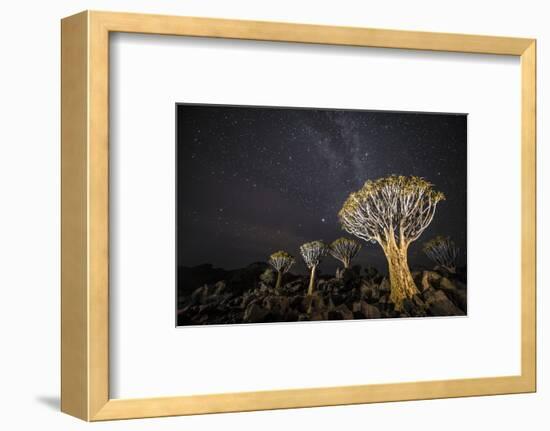 Quiver Trees (Aloe Dichotoma) with the Milky Way at Night, Keetmanshoop, Namibia-Wim van den Heever-Framed Photographic Print