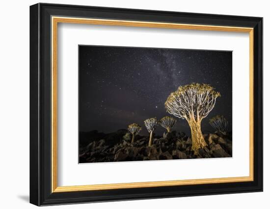 Quiver Trees (Aloe Dichotoma) with the Milky Way at Night, Keetmanshoop, Namibia-Wim van den Heever-Framed Photographic Print