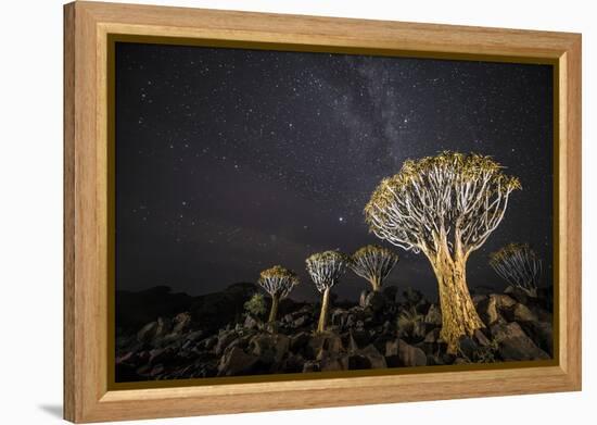 Quiver Trees (Aloe Dichotoma) with the Milky Way at Night, Keetmanshoop, Namibia-Wim van den Heever-Framed Premier Image Canvas