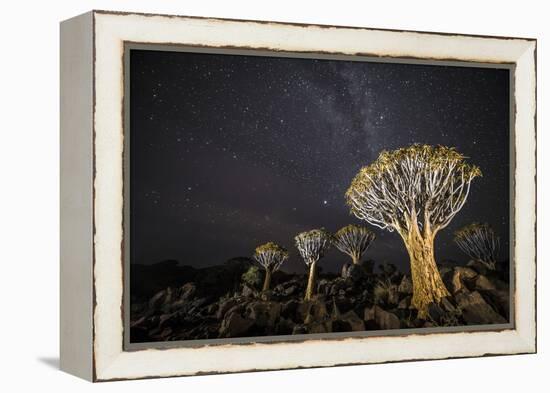Quiver Trees (Aloe Dichotoma) with the Milky Way at Night, Keetmanshoop, Namibia-Wim van den Heever-Framed Premier Image Canvas