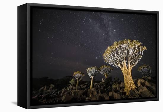 Quiver Trees (Aloe Dichotoma) with the Milky Way at Night, Keetmanshoop, Namibia-Wim van den Heever-Framed Premier Image Canvas