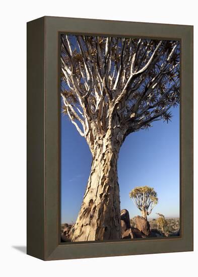 Quiver Trees (Aloe Dichotoma)-Lee Frost-Framed Premier Image Canvas