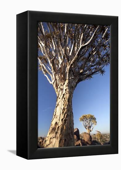 Quiver Trees (Aloe Dichotoma)-Lee Frost-Framed Premier Image Canvas