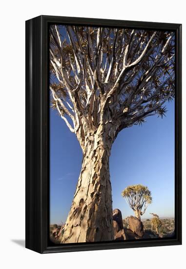 Quiver Trees (Aloe Dichotoma)-Lee Frost-Framed Premier Image Canvas