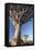 Quiver Trees (Aloe Dichotoma)-Lee Frost-Framed Premier Image Canvas