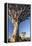 Quiver Trees (Aloe Dichotoma)-Lee Frost-Framed Premier Image Canvas