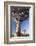 Quiver Trees (Aloe Dichotoma)-Lee Frost-Framed Photographic Print