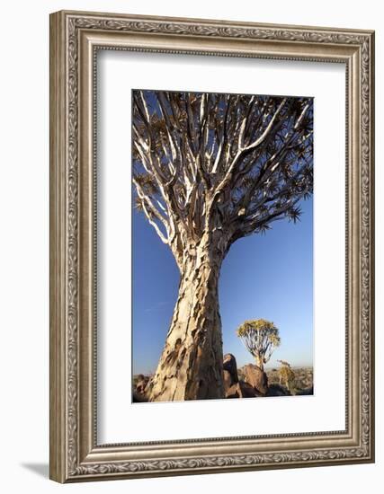 Quiver Trees (Aloe Dichotoma)-Lee Frost-Framed Photographic Print