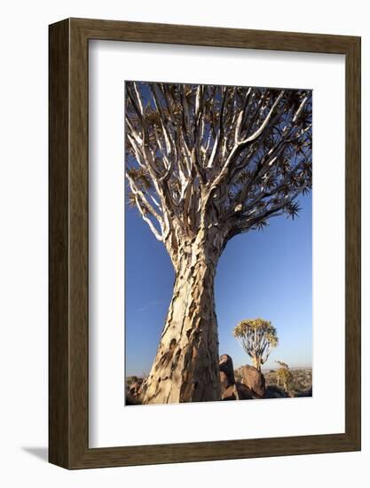 Quiver Trees (Aloe Dichotoma)-Lee Frost-Framed Photographic Print