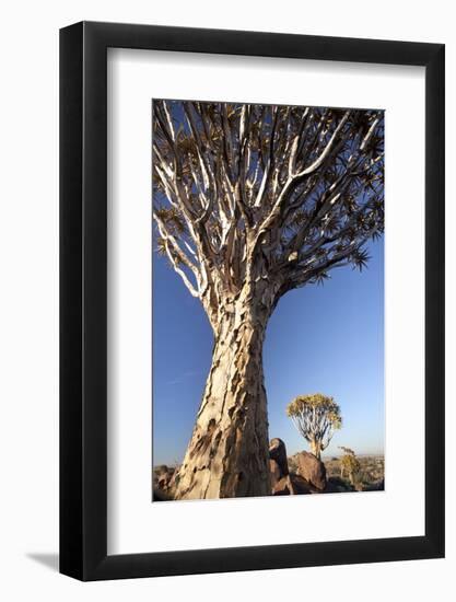 Quiver Trees (Aloe Dichotoma)-Lee Frost-Framed Photographic Print