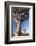 Quiver Trees (Aloe Dichotoma)-Lee Frost-Framed Photographic Print