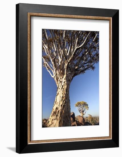 Quiver Trees (Aloe Dichotoma)-Lee Frost-Framed Photographic Print