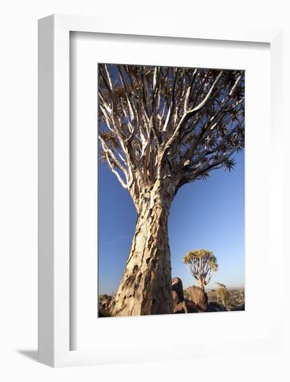 Quiver Trees (Aloe Dichotoma)-Lee Frost-Framed Photographic Print