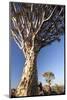 Quiver Trees (Aloe Dichotoma)-Lee Frost-Mounted Photographic Print