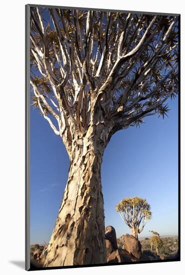 Quiver Trees (Aloe Dichotoma)-Lee Frost-Mounted Photographic Print