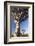 Quiver Trees (Aloe Dichotoma)-Lee Frost-Framed Photographic Print