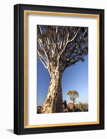 Quiver Trees (Aloe Dichotoma)-Lee Frost-Framed Photographic Print