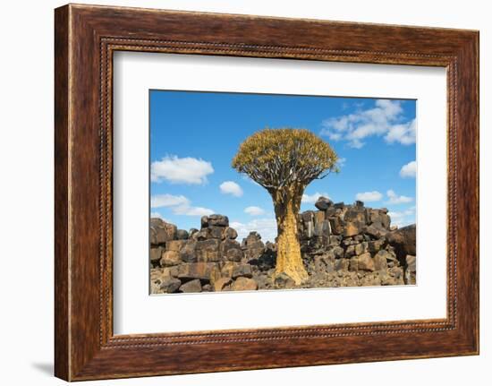 Quiver trees and rock piles in Kalahari Desert, Karas Region, Namibia-Keren Su-Framed Photographic Print