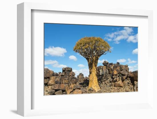 Quiver trees and rock piles in Kalahari Desert, Karas Region, Namibia-Keren Su-Framed Photographic Print