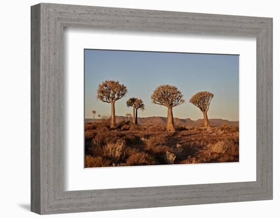 Quiver trees (Kokerboom) (Aloe dichotoma), Gannabos, Namakwa, Namaqualand, South Africa, Africa-James Hager-Framed Photographic Print