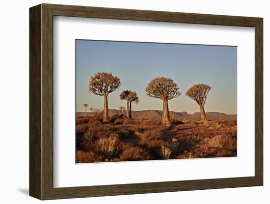 Quiver trees (Kokerboom) (Aloe dichotoma), Gannabos, Namakwa, Namaqualand, South Africa, Africa-James Hager-Framed Photographic Print