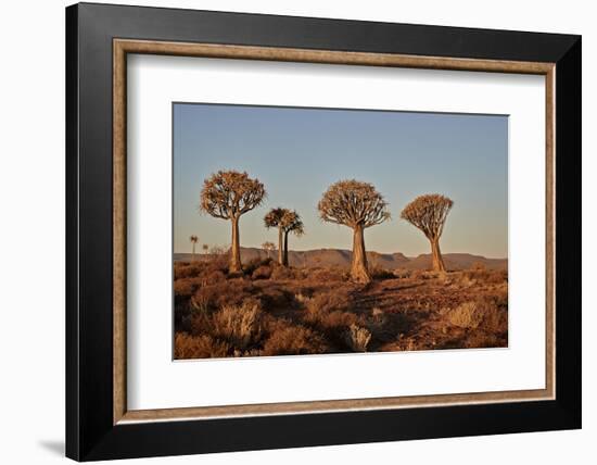 Quiver trees (Kokerboom) (Aloe dichotoma), Gannabos, Namakwa, Namaqualand, South Africa, Africa-James Hager-Framed Photographic Print