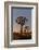 Quiver trees landscape at sunrise, Namibia-Darrell Gulin-Framed Photographic Print