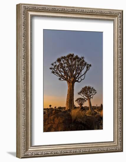 Quiver trees landscape at sunrise, Namibia-Darrell Gulin-Framed Photographic Print