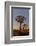 Quiver trees landscape at sunrise, Namibia-Darrell Gulin-Framed Photographic Print