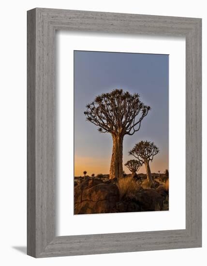 Quiver trees landscape at sunrise, Namibia-Darrell Gulin-Framed Photographic Print