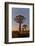 Quiver trees landscape at sunrise, Namibia-Darrell Gulin-Framed Photographic Print