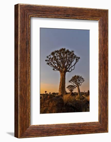 Quiver trees landscape at sunrise, Namibia-Darrell Gulin-Framed Photographic Print