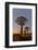 Quiver trees landscape at sunrise, Namibia-Darrell Gulin-Framed Photographic Print