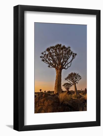 Quiver trees landscape at sunrise, Namibia-Darrell Gulin-Framed Photographic Print